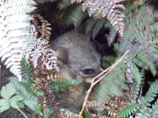 Verschlafenes Possum