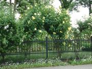 Auf dem Weg in die Altstadt - so viele Rosen