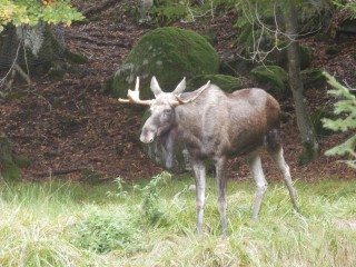 Elch im Tierfreigehege